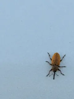 Red Sunflower Seed Weevil thumbnail 3