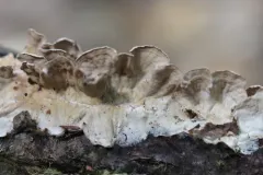 Laxitextum bicolor thumbnail 3