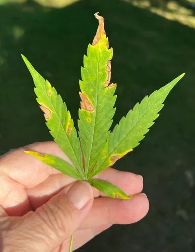 Septoria cannabis
