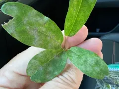 Erysiphe akebiae thumbnail 1