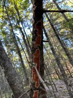 Yew Crust thumbnail 3
