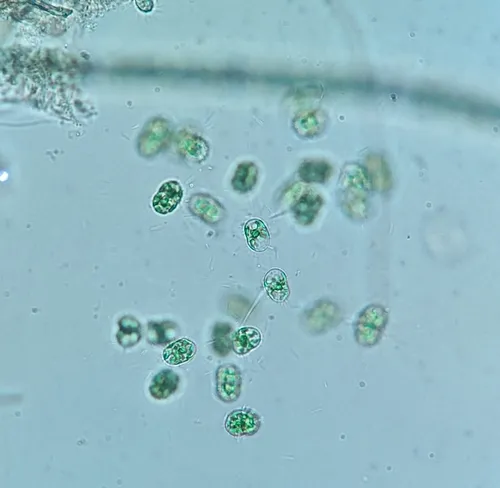 Cosmocladium constrictum
