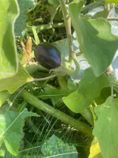 eggplant thumbnail 4
