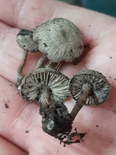 Callistosporium hesleri