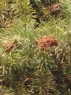 Ragged Spruce Gall Adelgid thumbnail 3