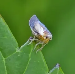 Omolicna uhleri thumbnail 3