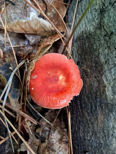 Russula pseudolepida