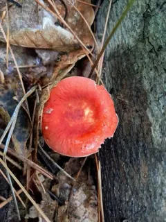 Russula pseudolepida thumbnail 1