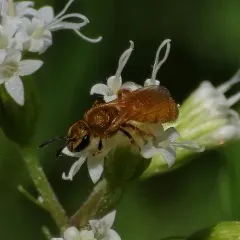 Viereck's Sweat Bee thumbnail 4