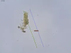 Arthrospira jenneri thumbnail 2