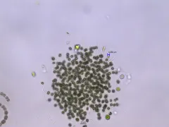 Microcystis smithii thumbnail 3