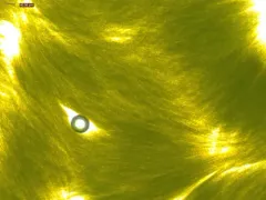 Aphanizomenon flosaquae thumbnail 1