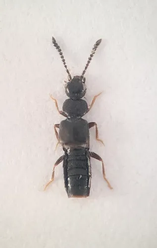 Atheta platonoffi