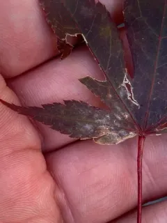 Sawadaea polyfida thumbnail 3