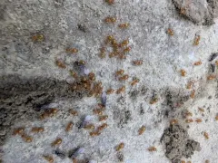 Shiny-bellied Fuzzy Ant thumbnail 3