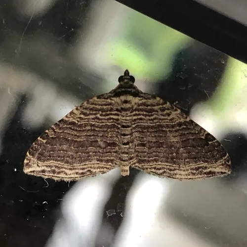 Many-lined Carpet Moth