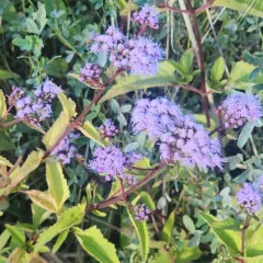 blue mistflower thumbnail 1