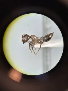 Small-lined Acrobat Ant thumbnail 4