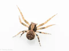 Xysticus pretiosus thumbnail 4