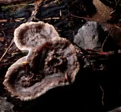 Black Tooth thumbnail 3