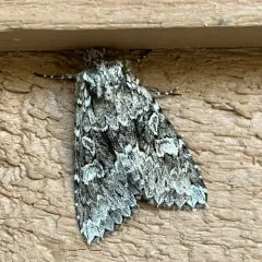 Platypolia anceps thumbnail 3