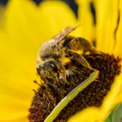 Haynes' Mining Bee thumbnail 2