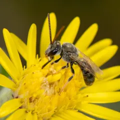 Hairy Sweat Bee thumbnail 4