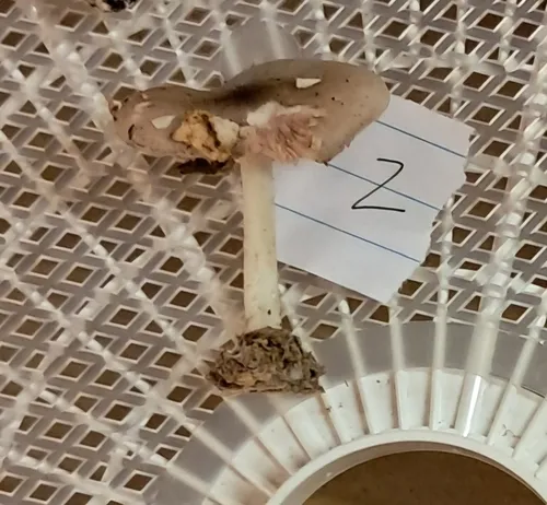 Pluteus hongoi