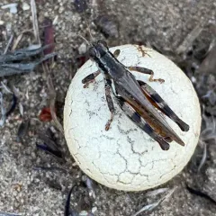 Narrow-winged Spur-throat Grasshopper thumbnail 2