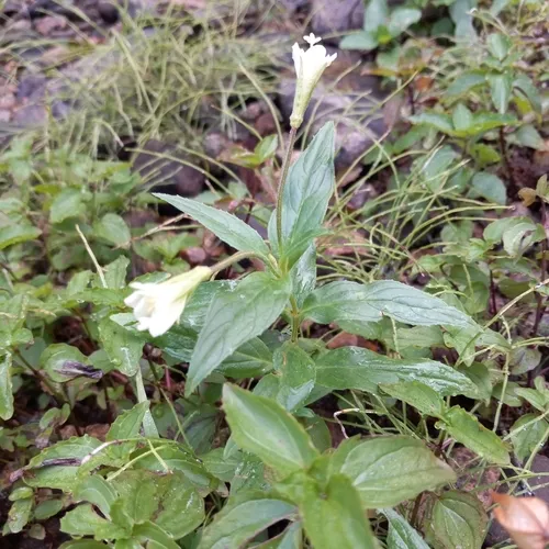 yellow willowherb