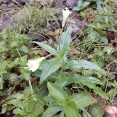 yellow willowherb thumbnail 1