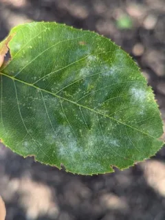 Podosphaera amelanchieris thumbnail 1