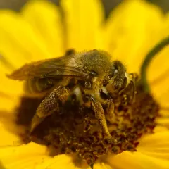 Haynes' Mining Bee thumbnail 1