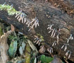 Stemonitopsis typhina thumbnail 1
