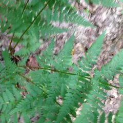 spinulose wood fern thumbnail 4