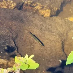 Chain Pickerel thumbnail 4