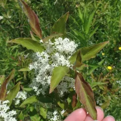 gray dogwood thumbnail 4