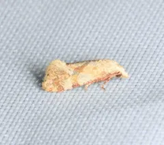 Platphalonidia magdalenae thumbnail 4