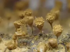 Trichia crateriformis thumbnail 2