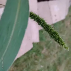 hooked bristle grass thumbnail 2
