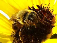 Haynes' Mining Bee thumbnail 3