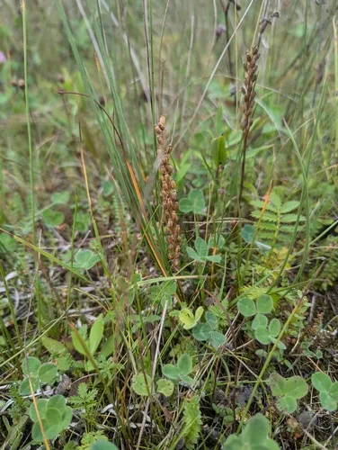 Gaspé Peninsula Arrowgrass
