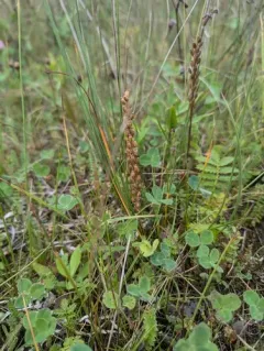 Gaspé Peninsula Arrowgrass thumbnail 1