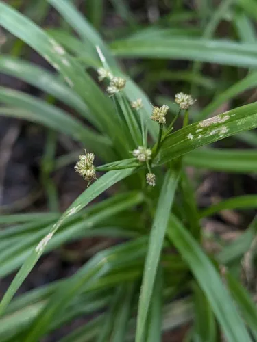 leafy bulrush
