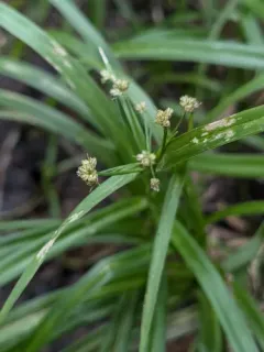 leafy bulrush thumbnail 1
