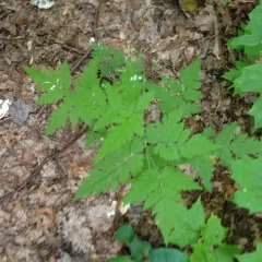 hairy sweet cicely thumbnail 1