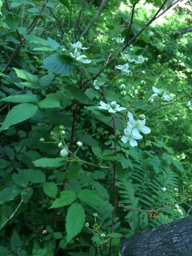 Pennsylvania Blackberry