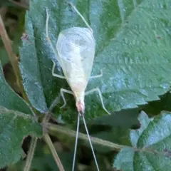 Broad-winged tree cricket thumbnail 4