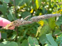 Nuttall's Reedgrass thumbnail 2