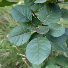 Smokebush thumbnail 1